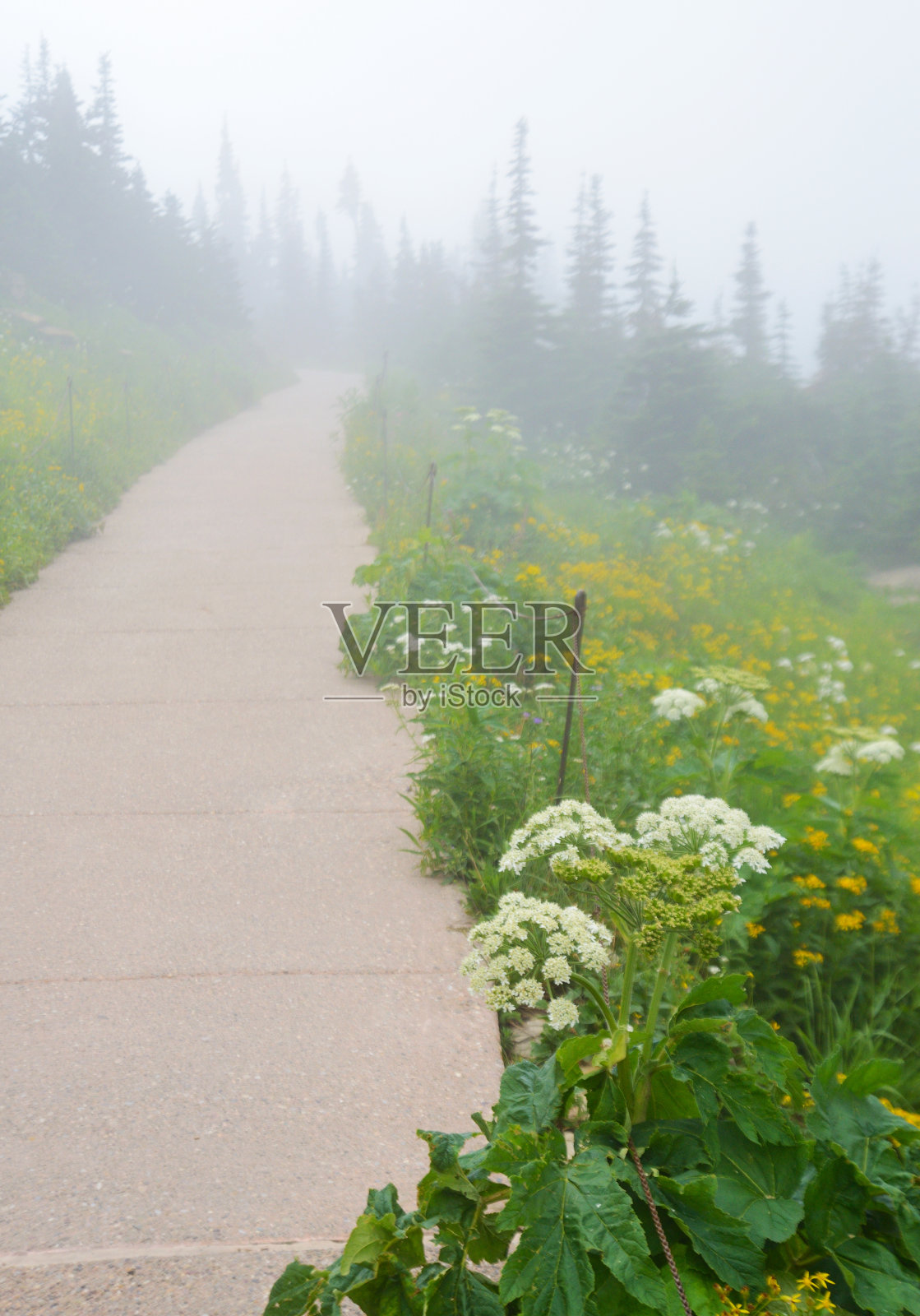 一条垂直的小路穿过野花进入迷雾。照片摄影图片