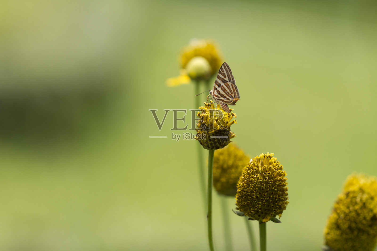 蝴蝶在花中休息照片摄影图片