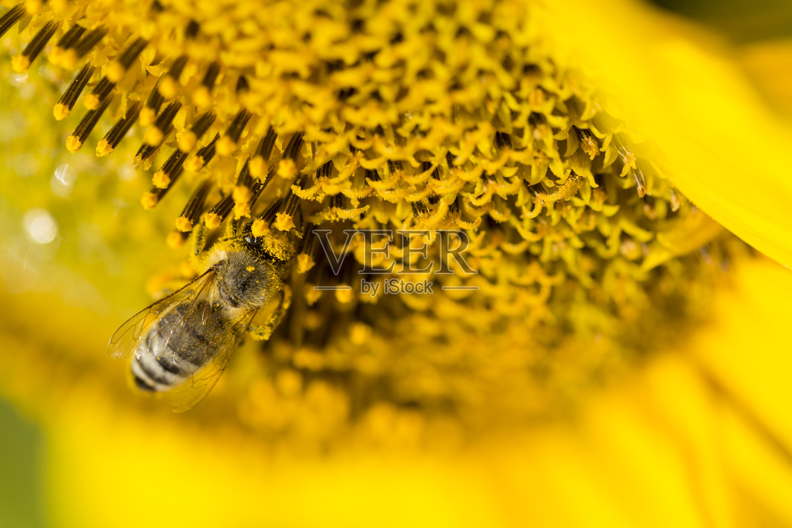 蜜蜂授粉向日葵种子的宏观视图照片摄影图片