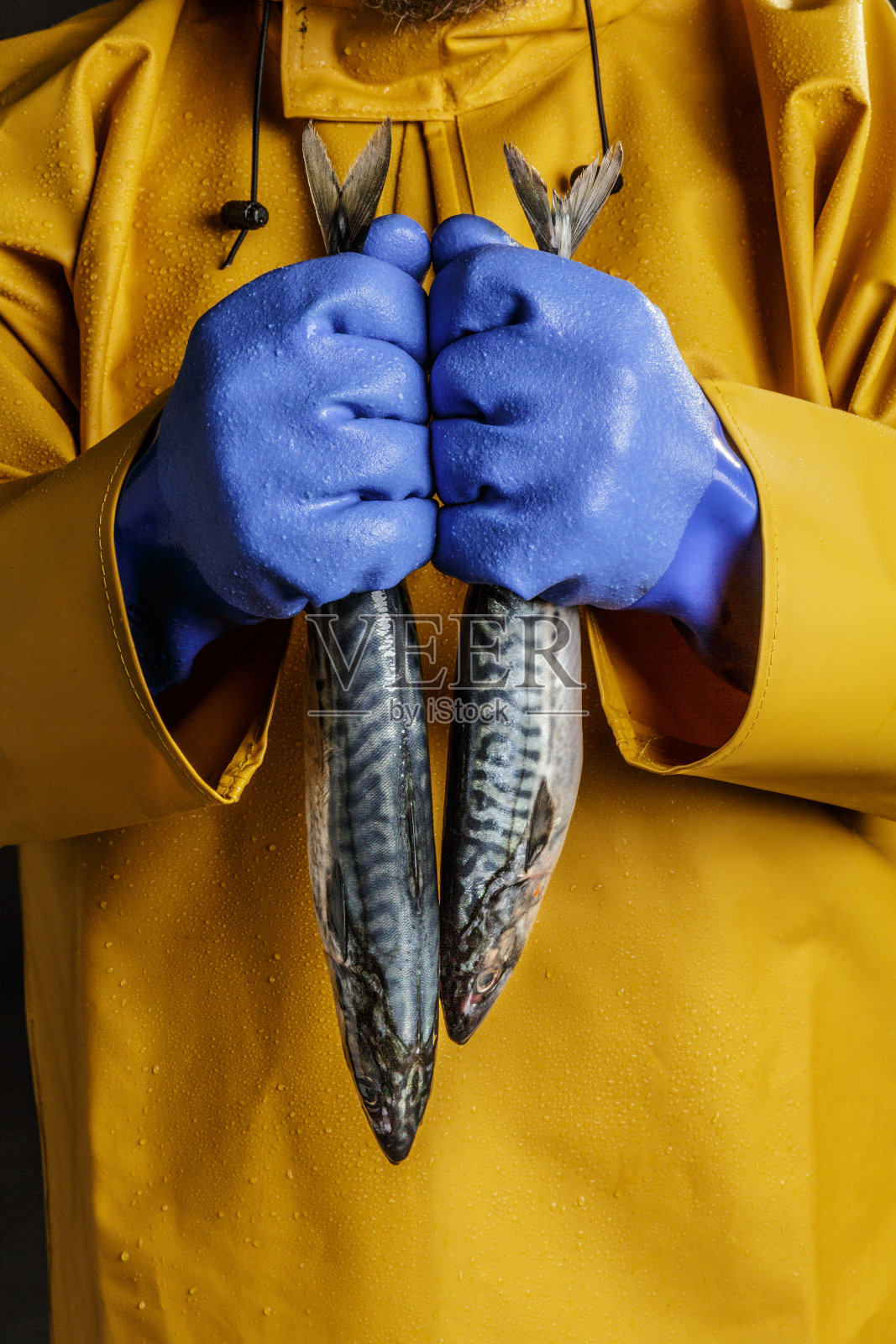 渔夫的双手在蓝色手套拿着鱼的特写。照片摄影图片