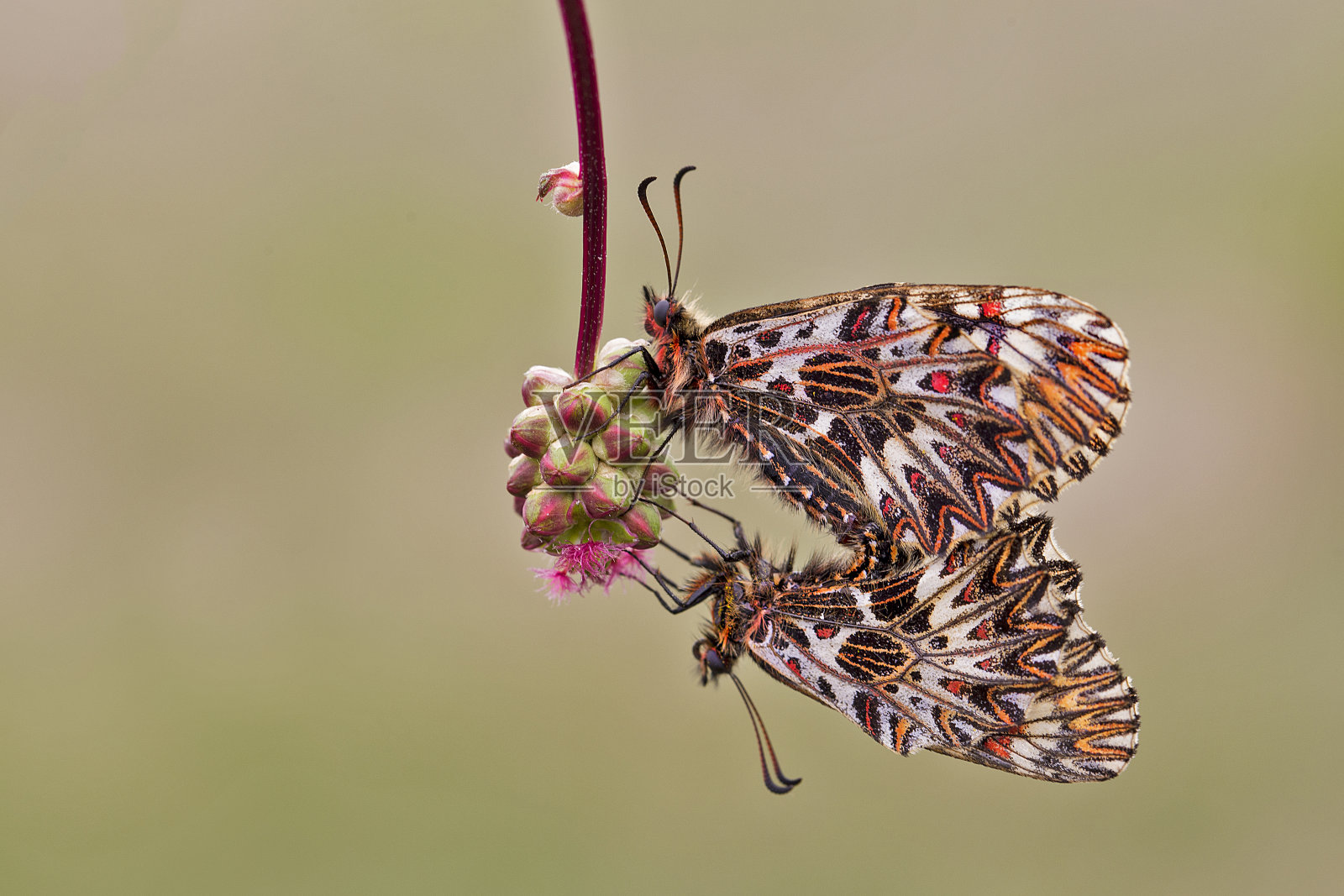 南方花蝶照片摄影图片