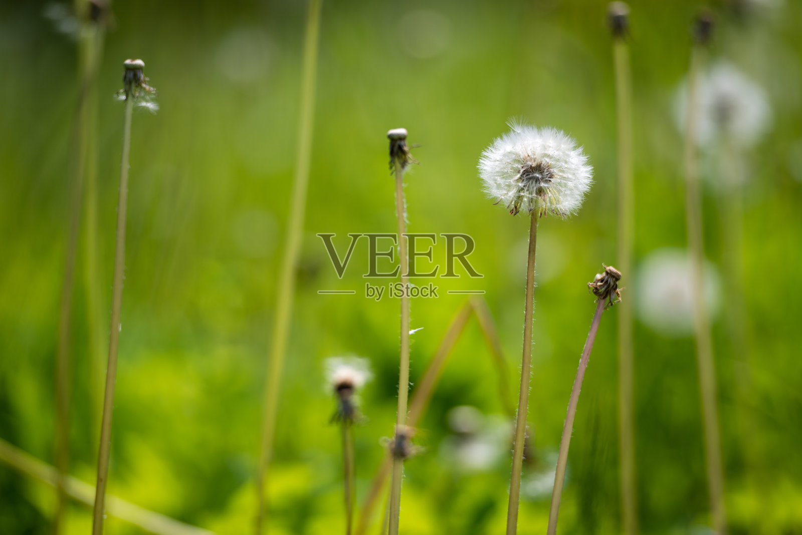 蒲公英的种子照片摄影图片