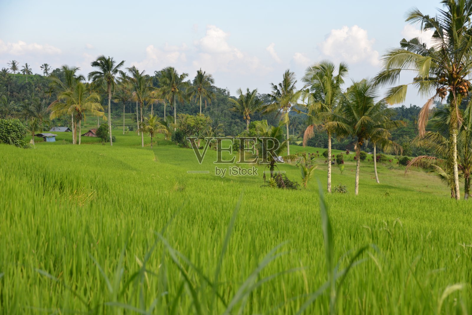 水稻梯田,乌布照片摄影图片