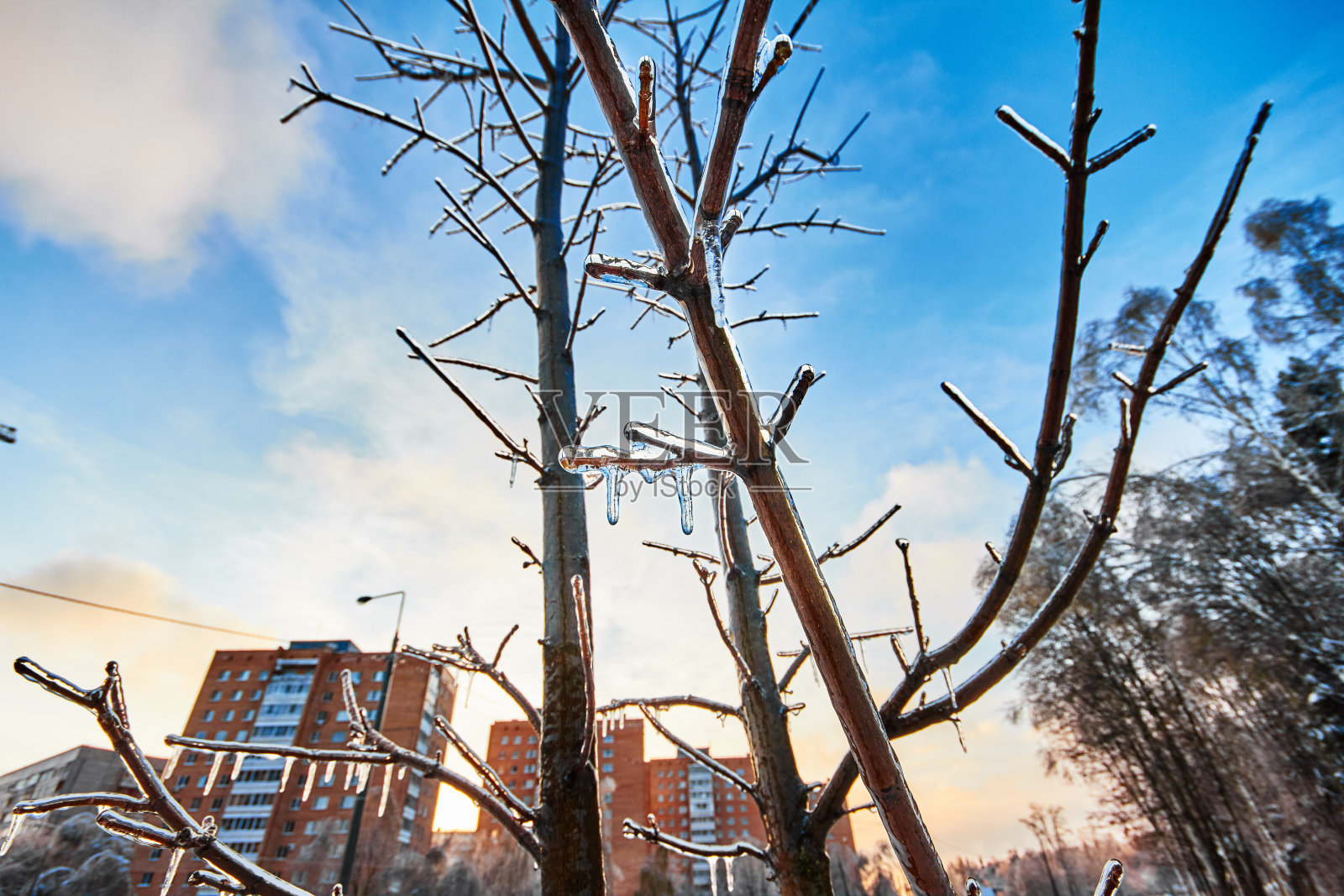 在一个冬季城市的背景上，被冰雪覆盖的树木。照片摄影图片