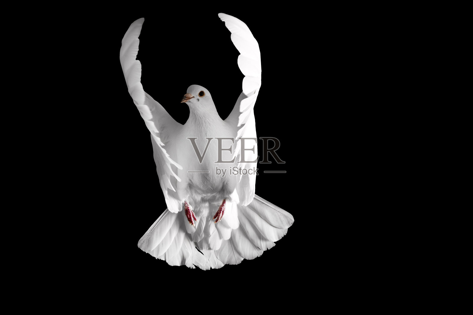 白鸽在黑色背景上飞翔照片摄影图片