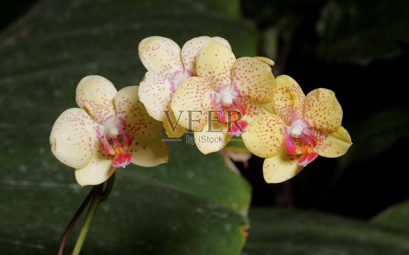 美丽的兰花——蝴蝶兰照片摄影图片