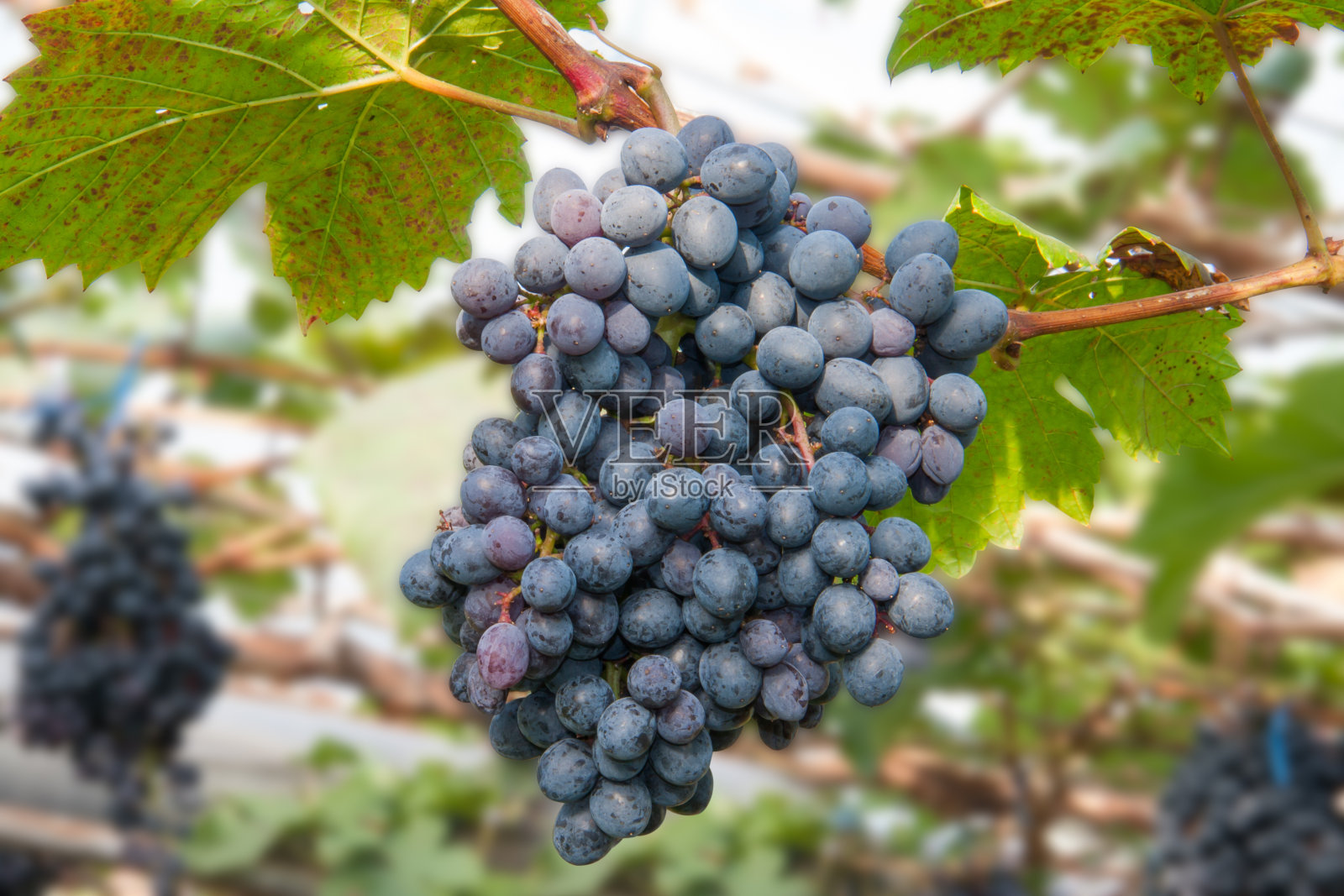 紫色的葡萄照片摄影图片