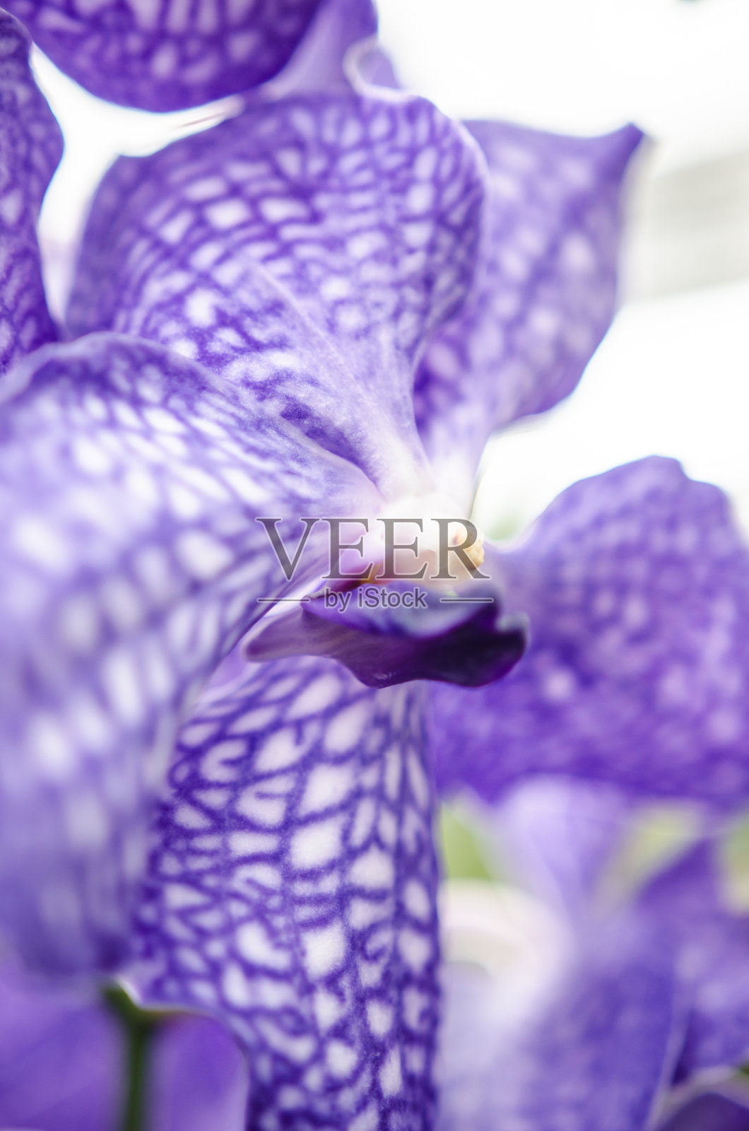 花园里兰花的美丽照片摄影图片