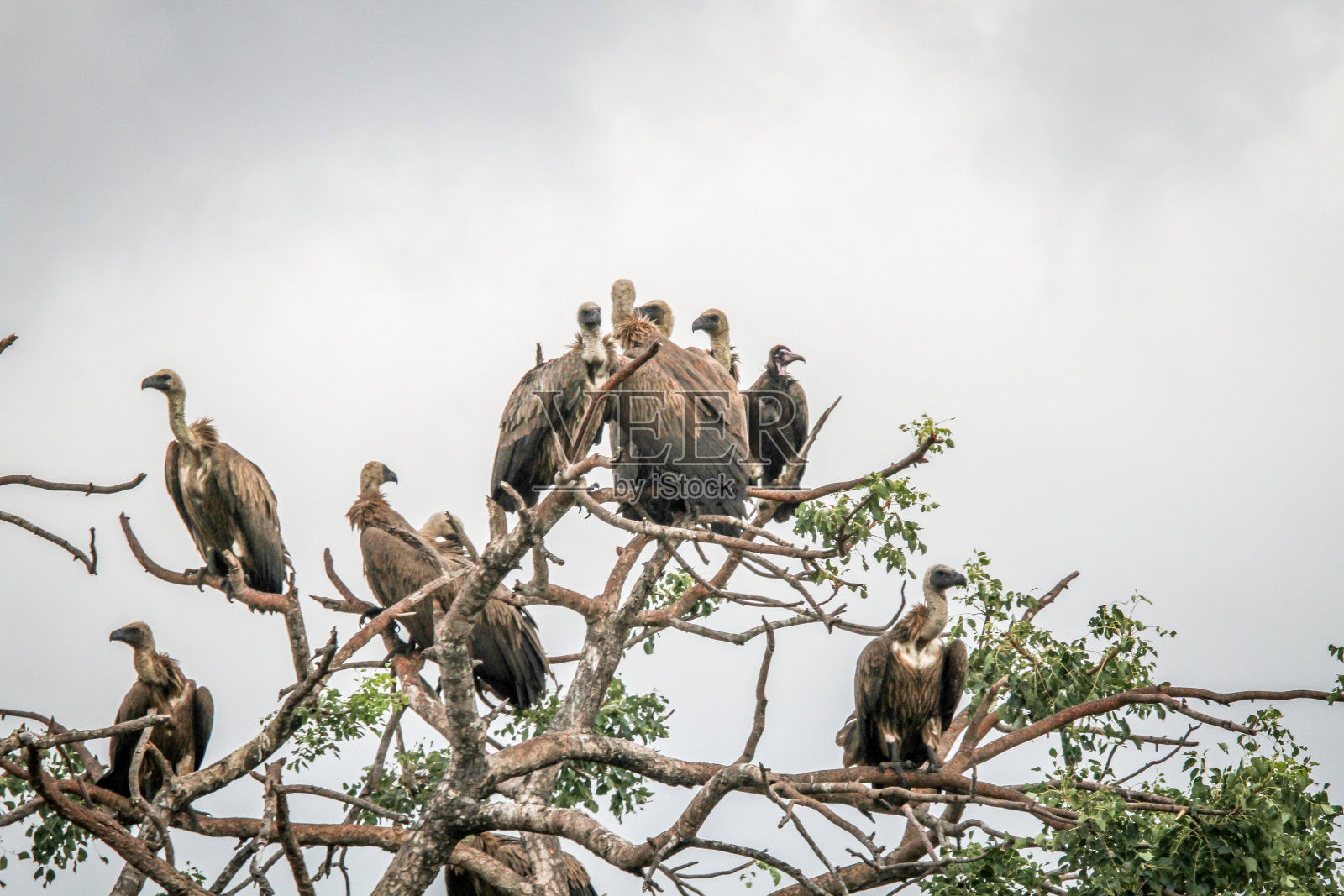白背秃鹰坐在树上。照片摄影图片