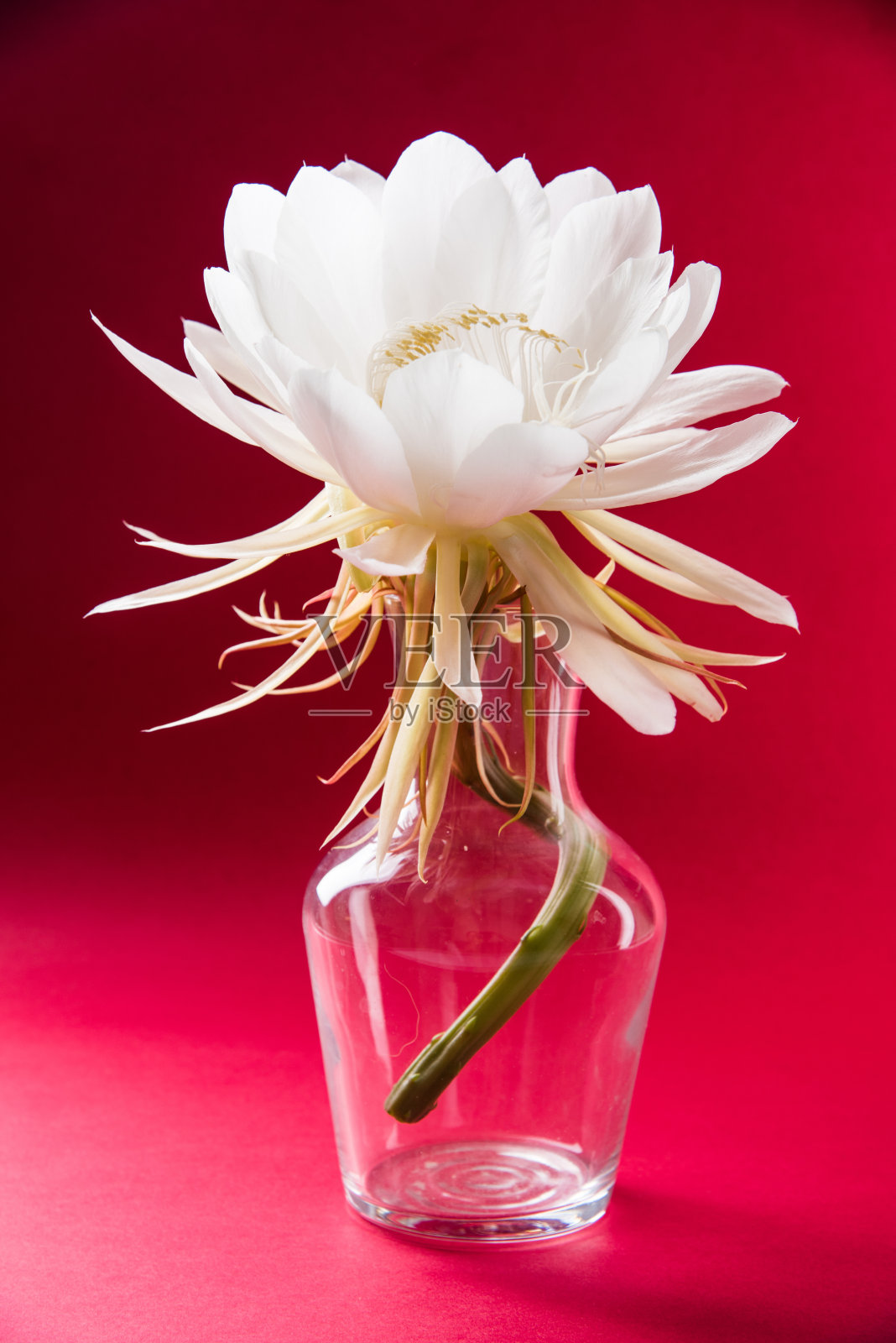 雪莲或布氏莲花或布氏莲花孤立照片摄影图片