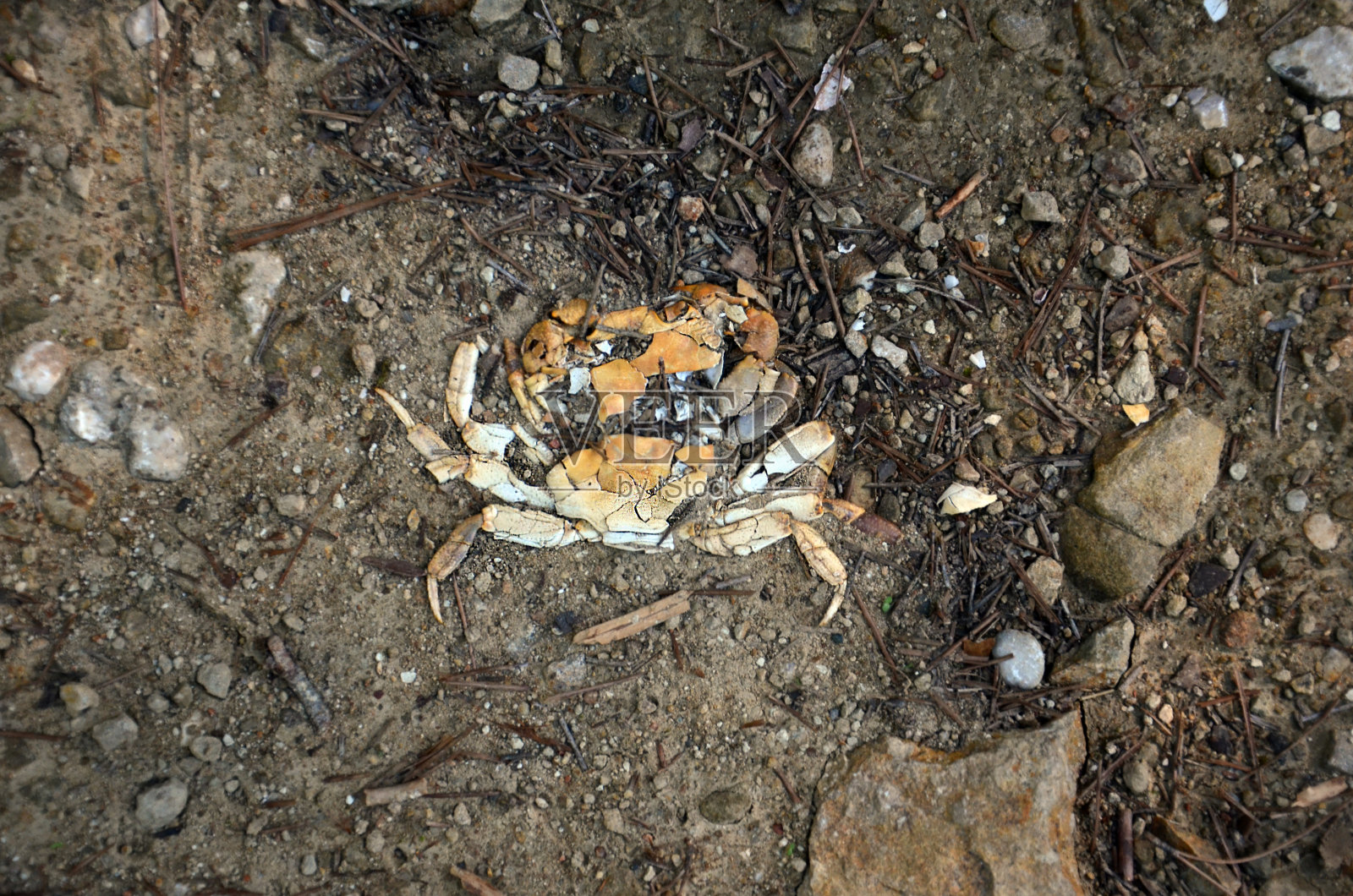 蟹残留照片摄影图片