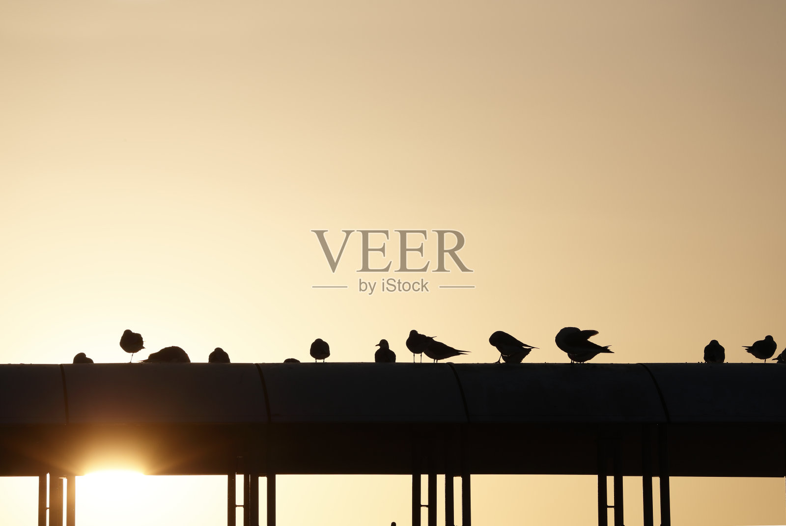 海鸥在台场照片摄影图片