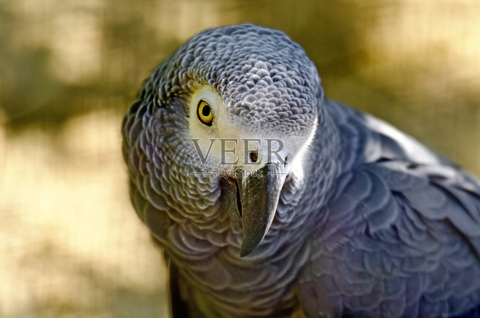 灰色鹦鹉照片摄影图片