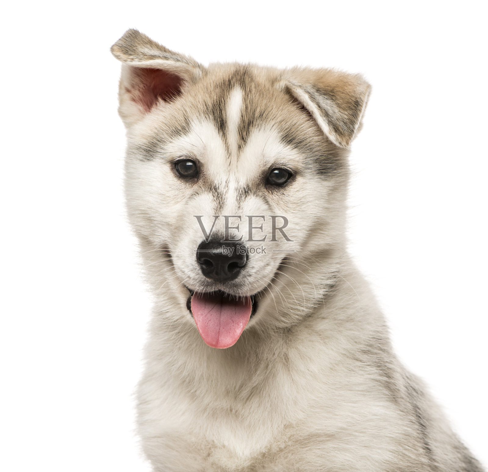 特写的西伯利亚哈士奇小狗，孤立的白色照片摄影图片