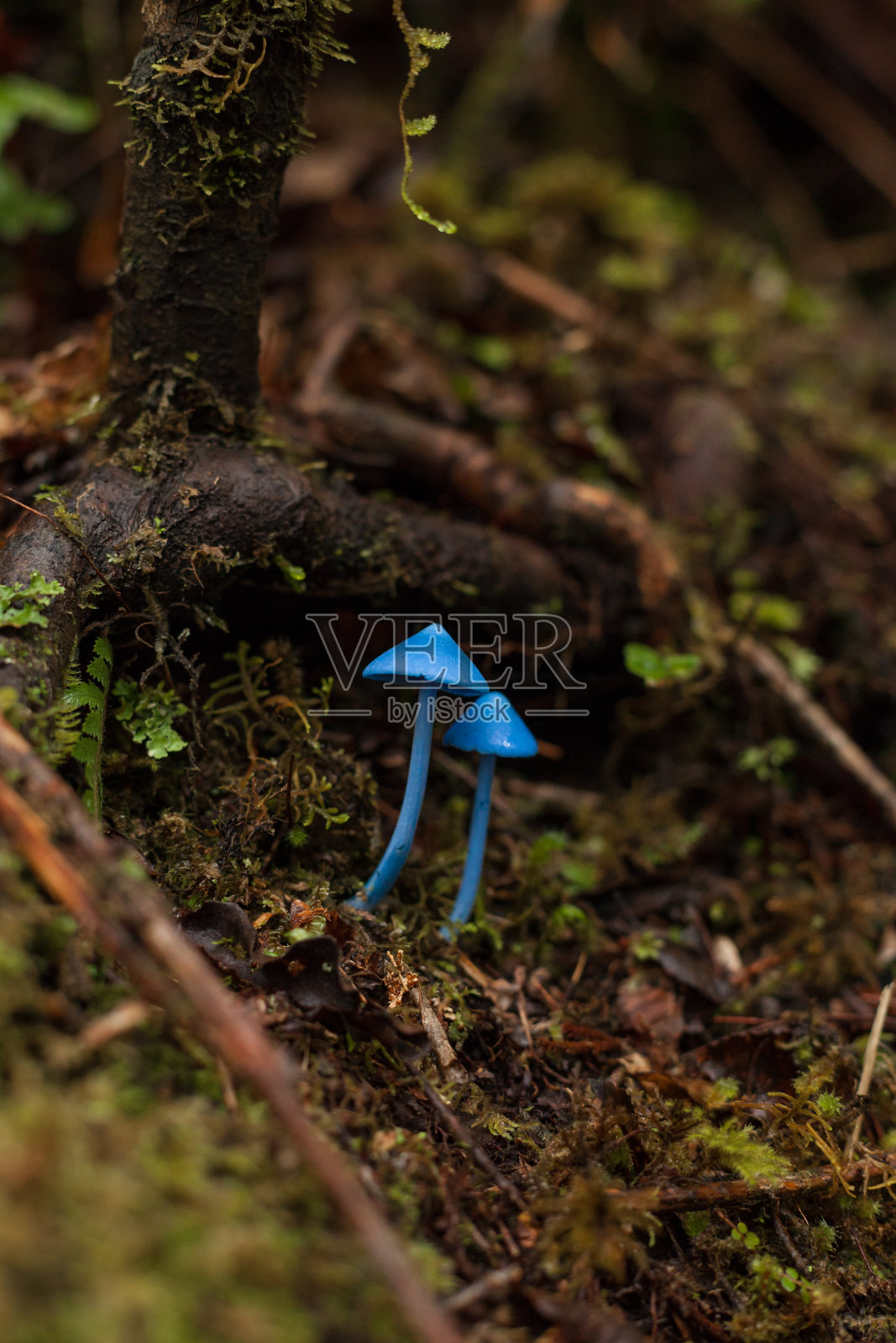 新西兰森林中的一种蓝色真菌。照片摄影图片