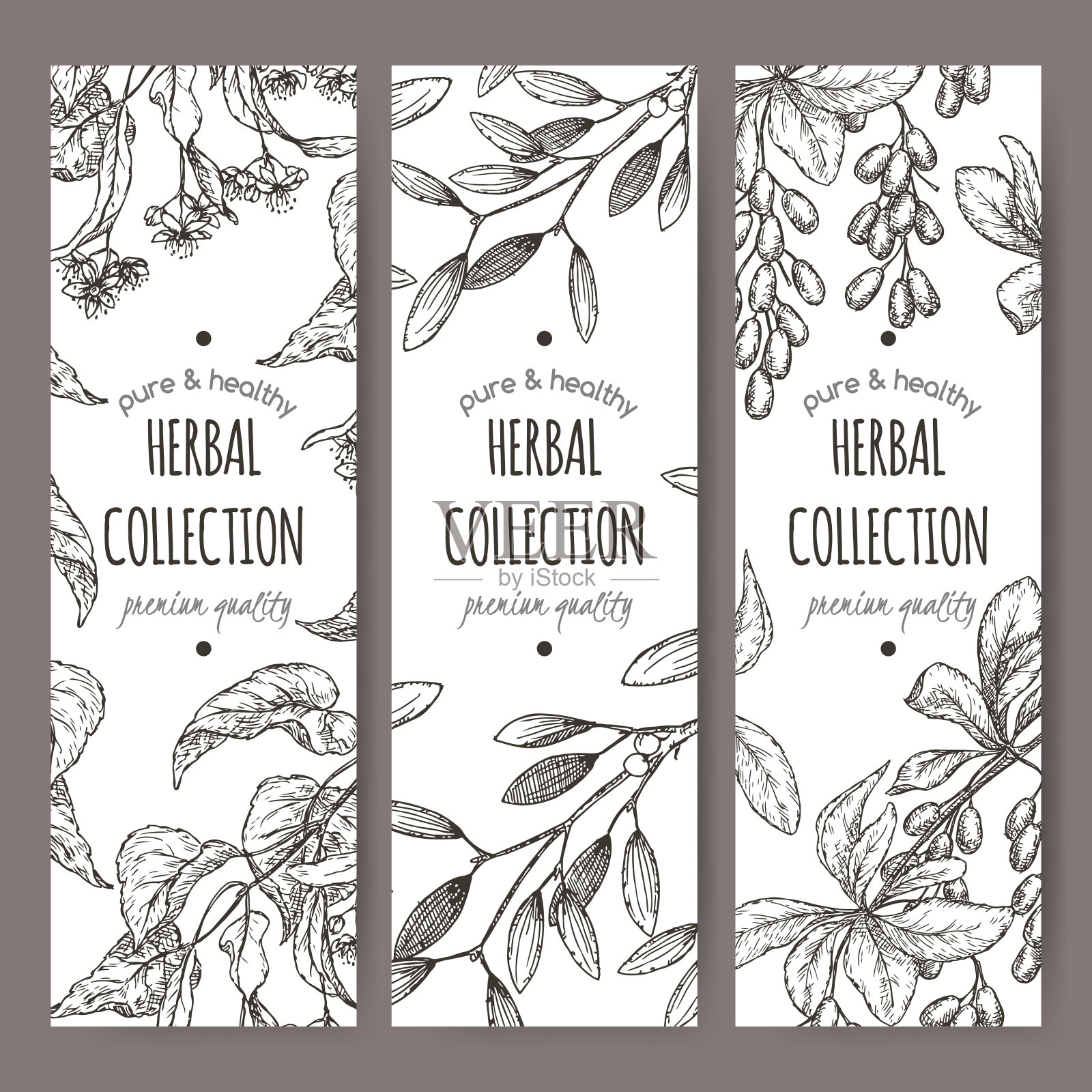 三种矢量茶标签酸橙树，槲寄生和小檗插画图片素材