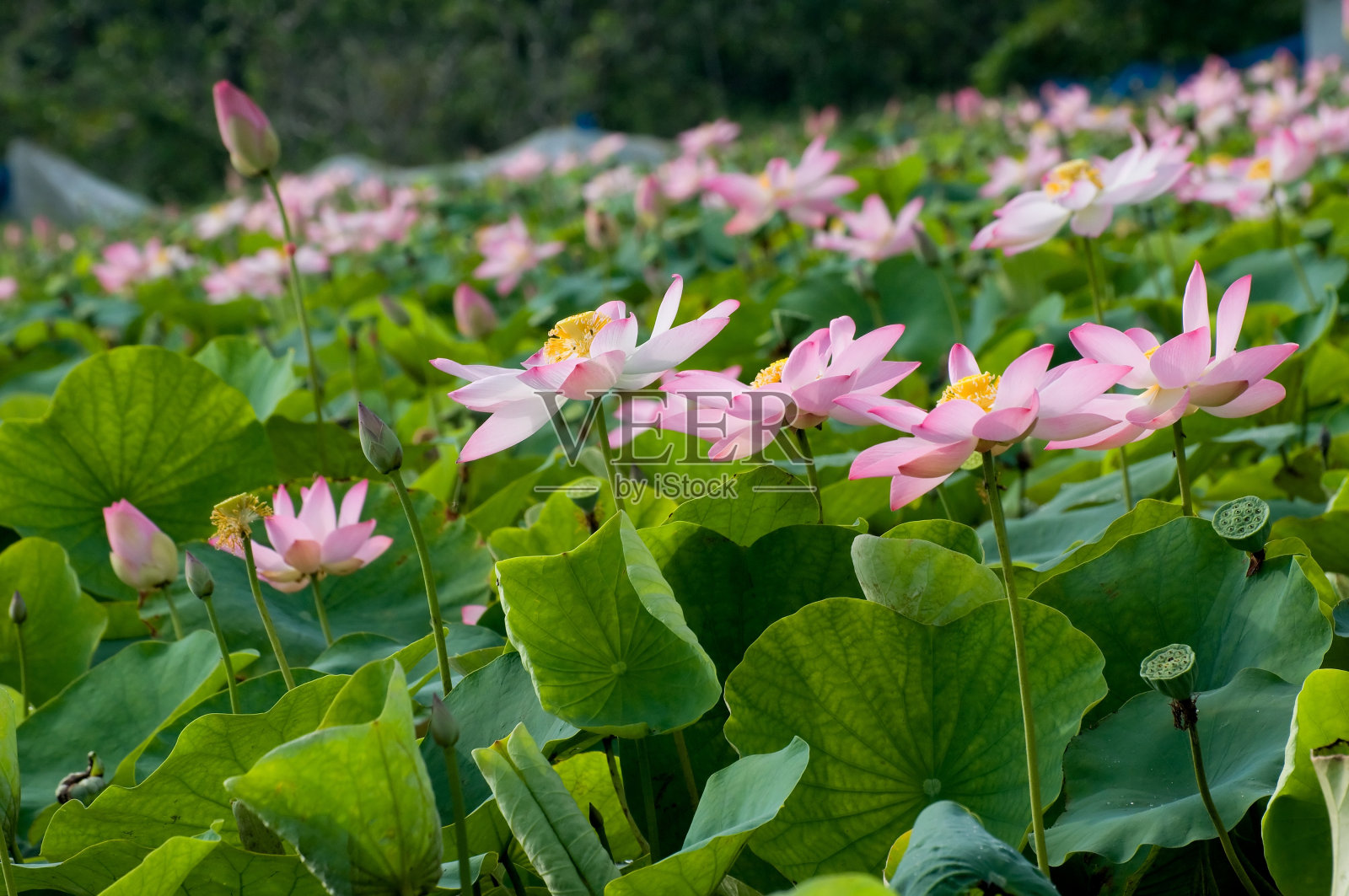 莲花照片摄影图片