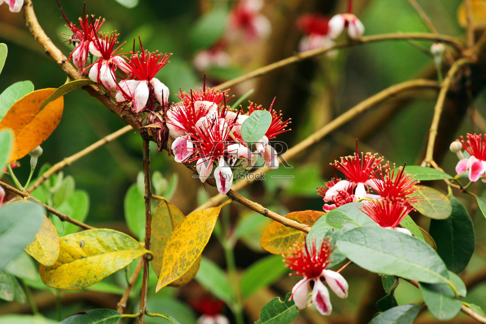 菠萝番石榴或菲荷树枝，带花照片摄影图片