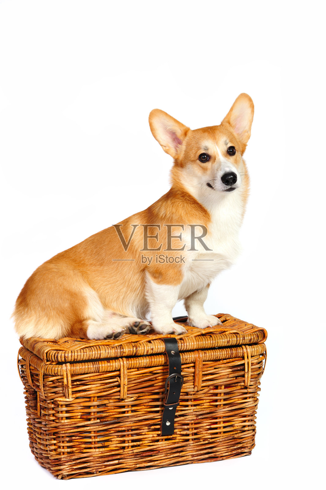 有趣的柯基犬彭布罗克坐在旅行篮子上照片摄影图片