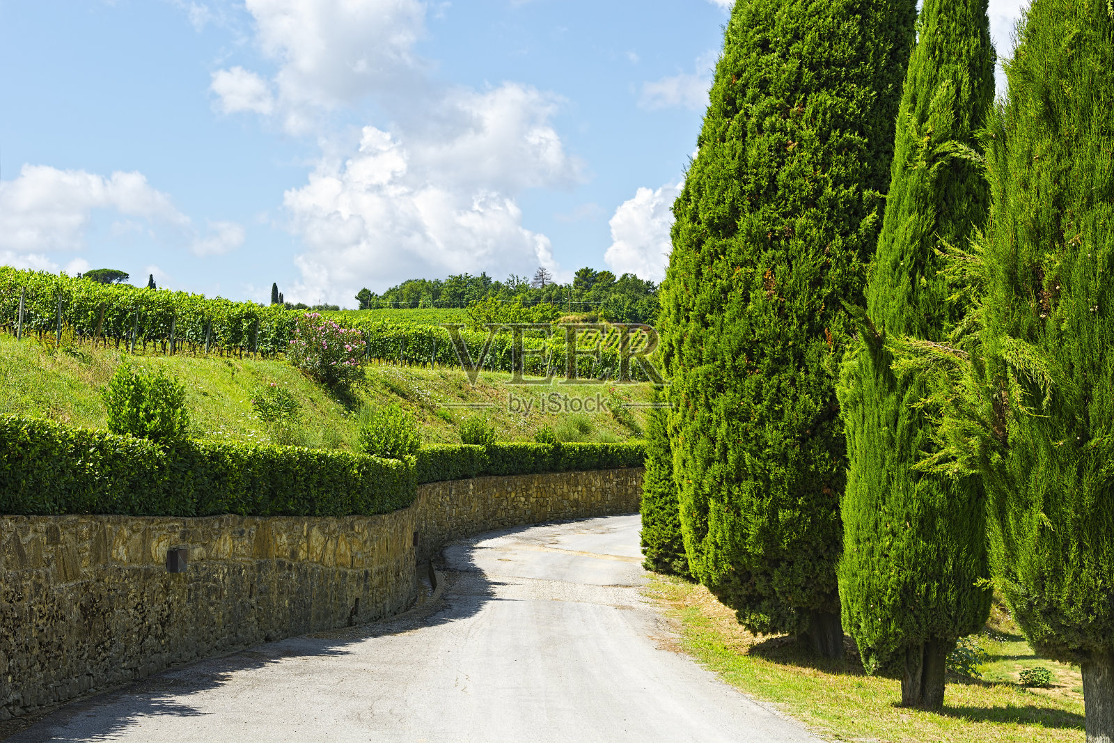 葡萄园和柏树巷照片摄影图片