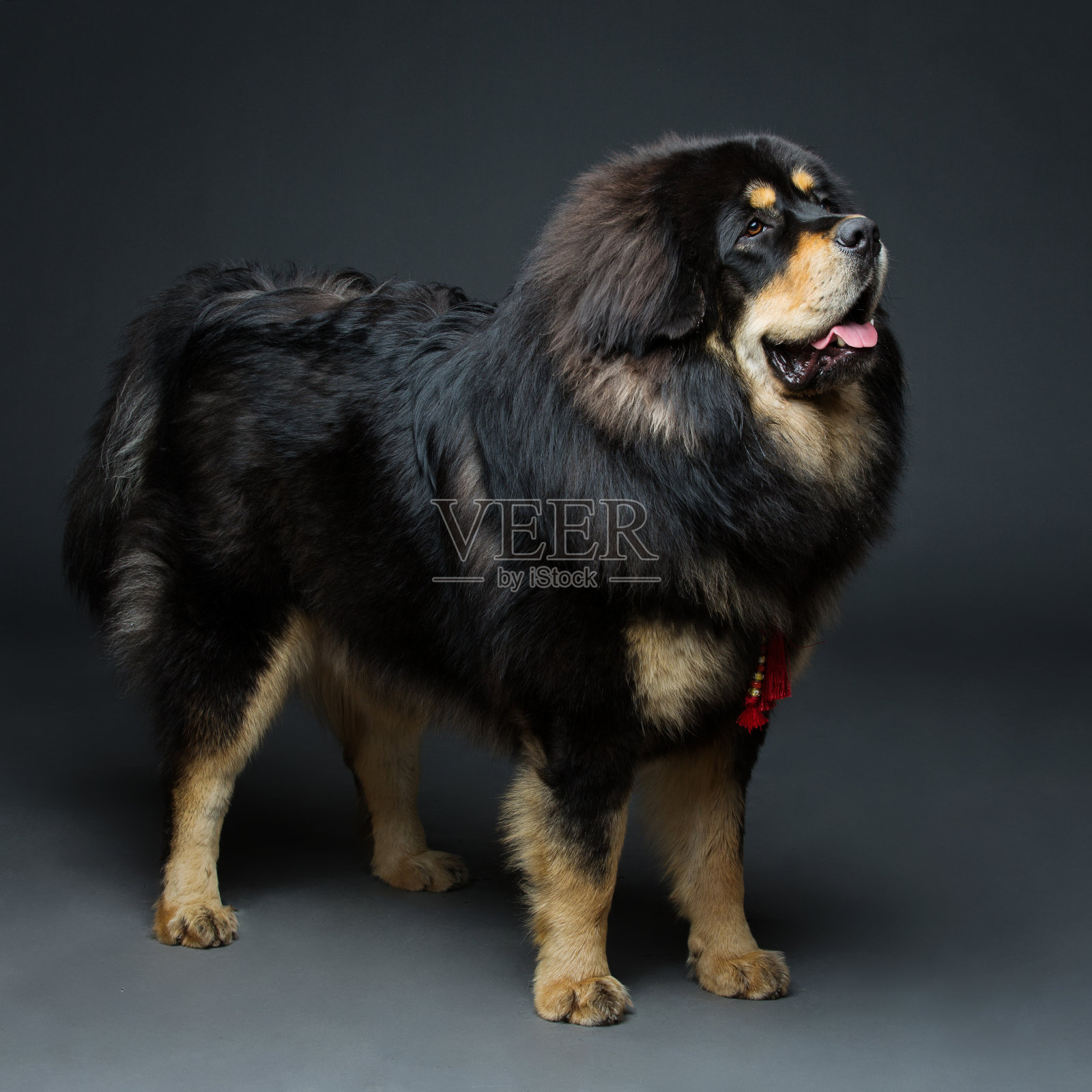 漂亮的大藏獒狗照片摄影图片