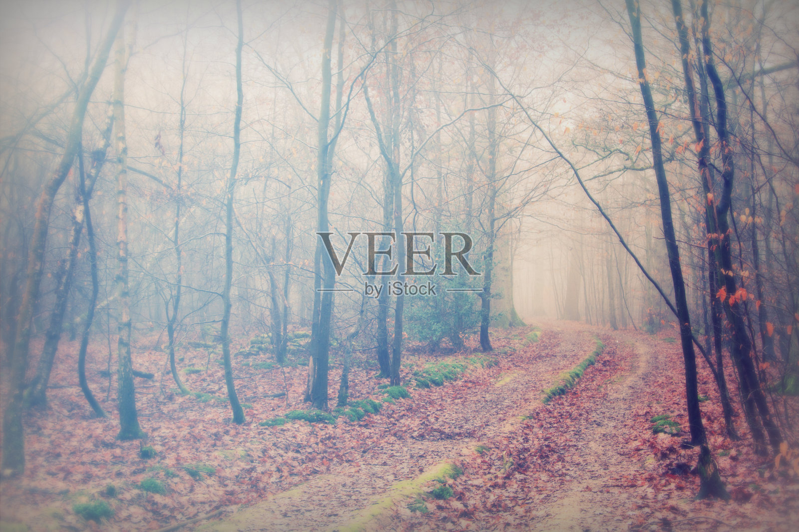 在一个多雾的早晨的英国林地照片摄影图片