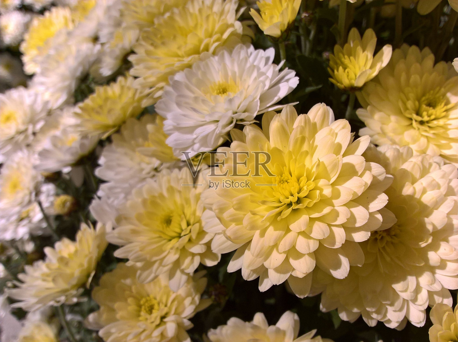 白色黄色菊花照片摄影图片