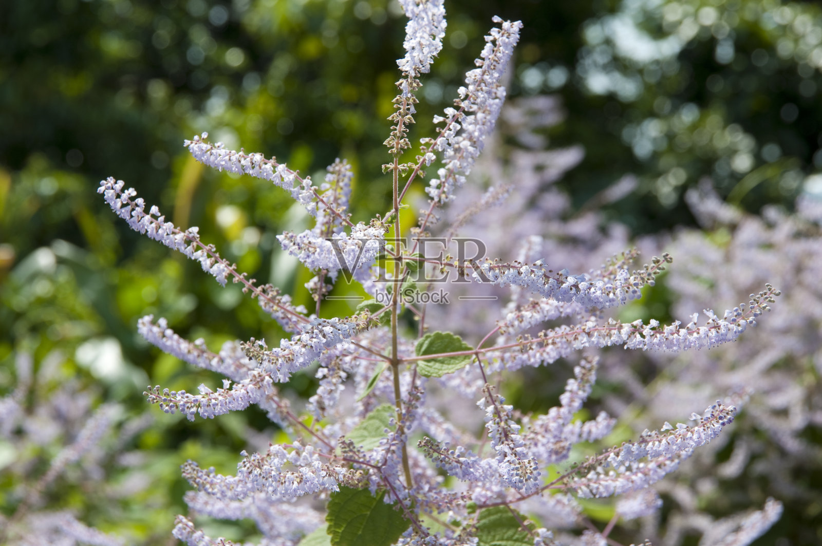 Tetradenia锐利照片摄影图片