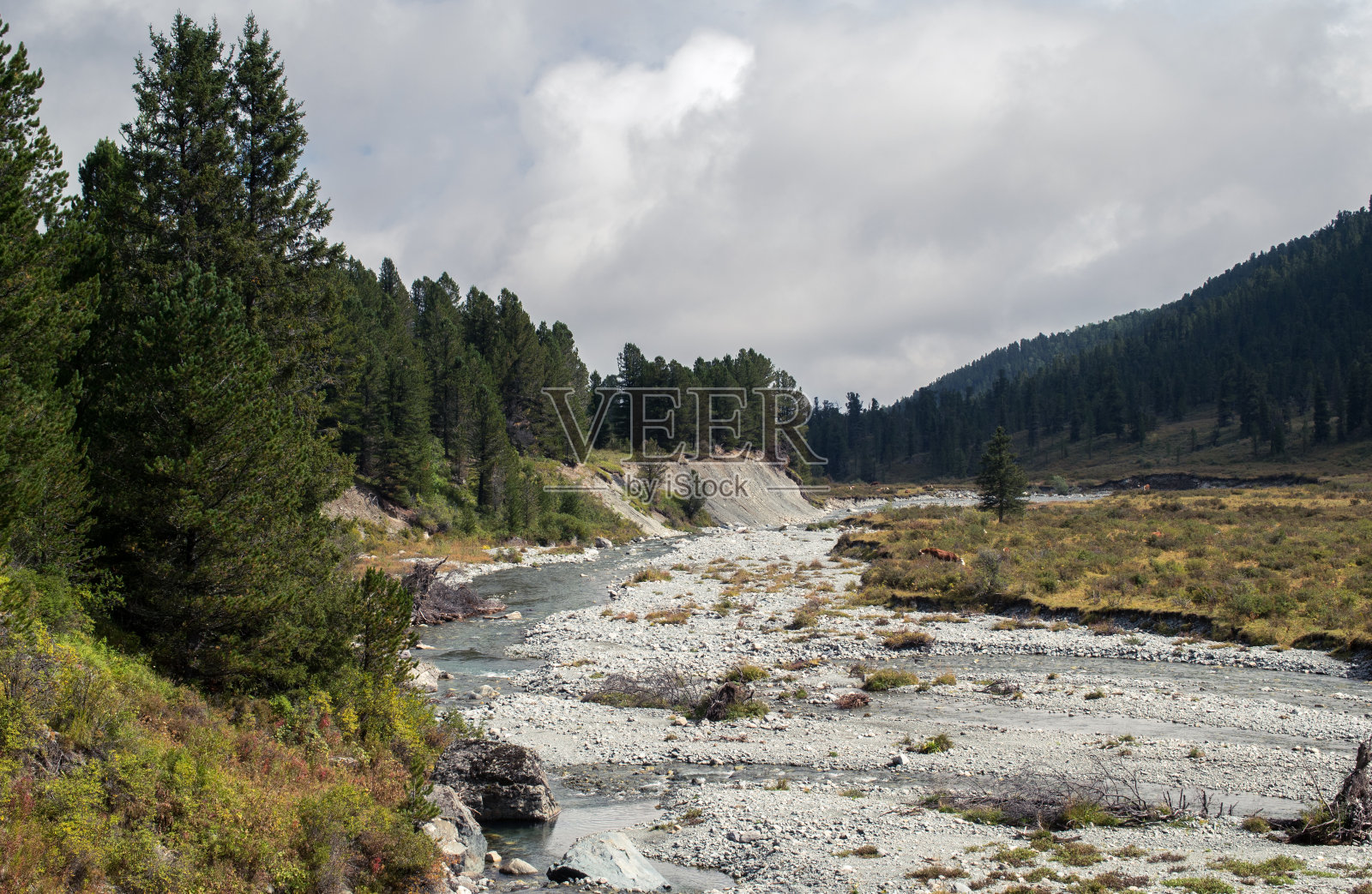 俄罗斯阿尔泰山脉的河流照片摄影图片
