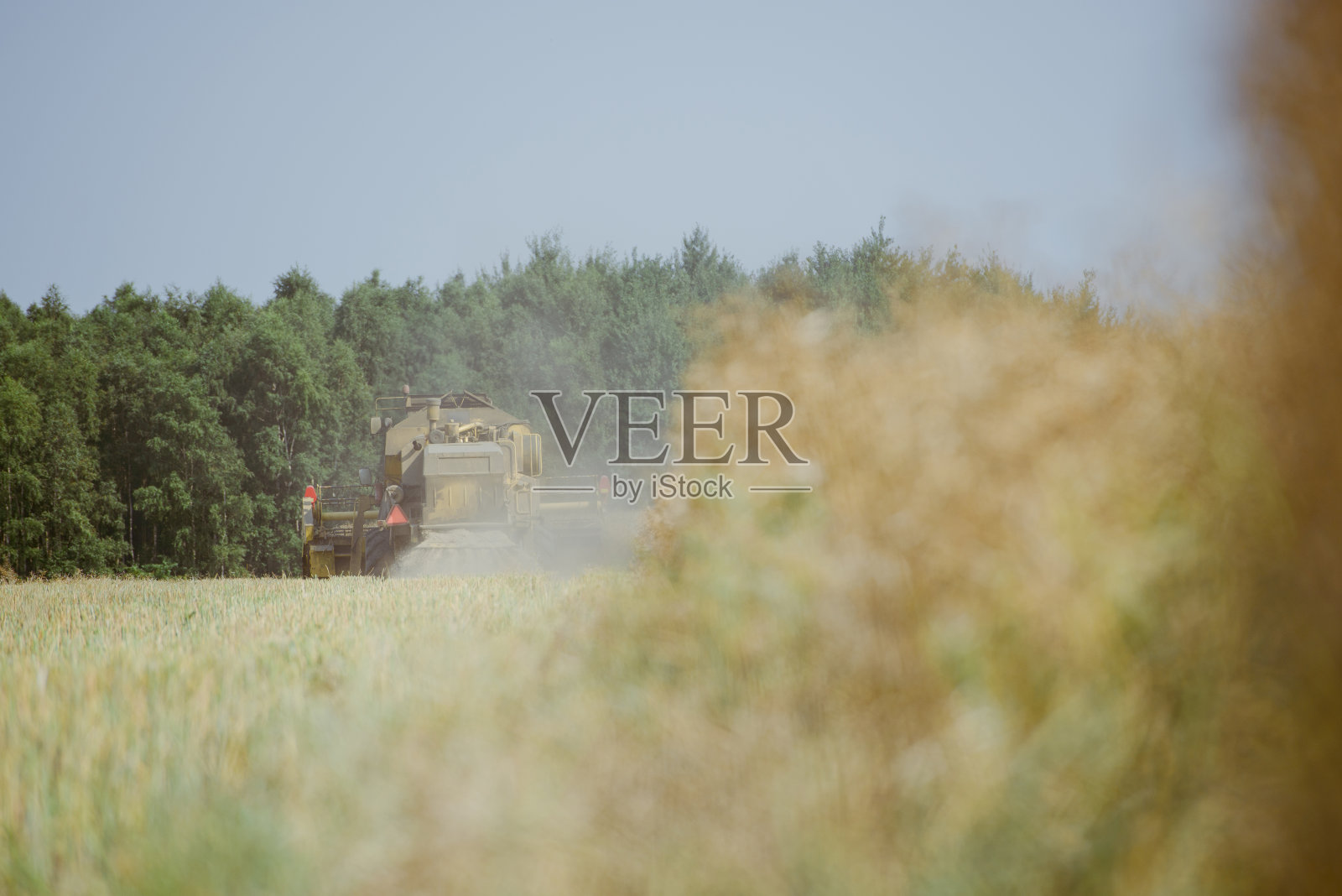 用联合收割机收割油菜田照片摄影图片