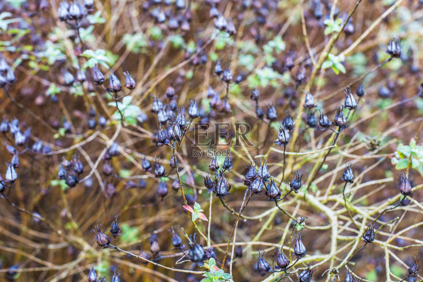 浆果照片摄影图片