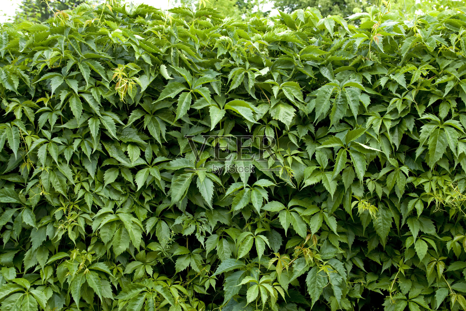 旋花类照片摄影图片