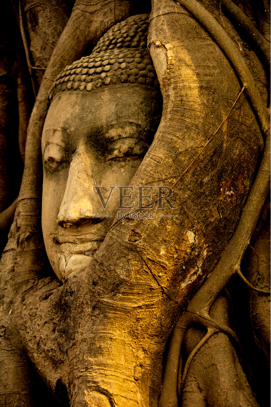 午后的阳光照在被树根吞没的佛像上照片摄影图片