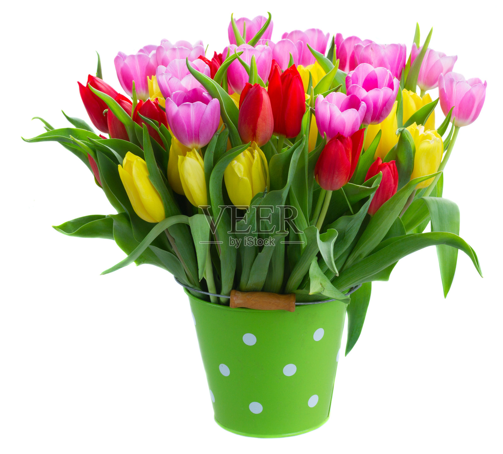 一束黄色、紫色和红色的郁金香照片摄影图片