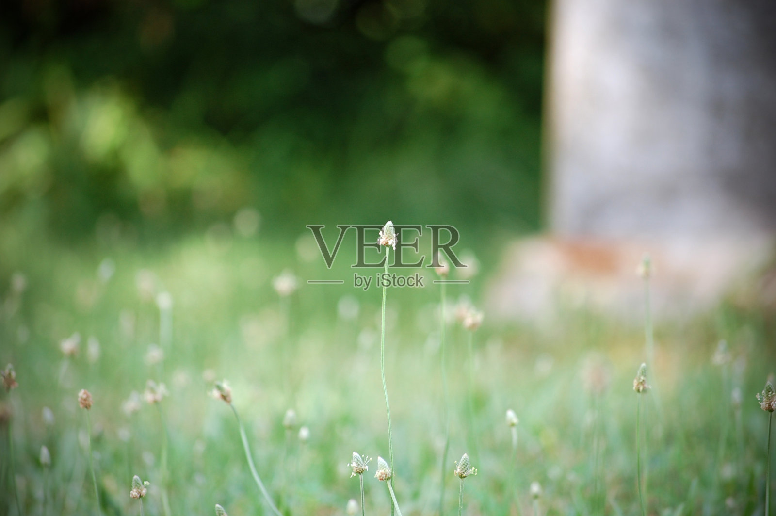 废弃的墓地照片摄影图片