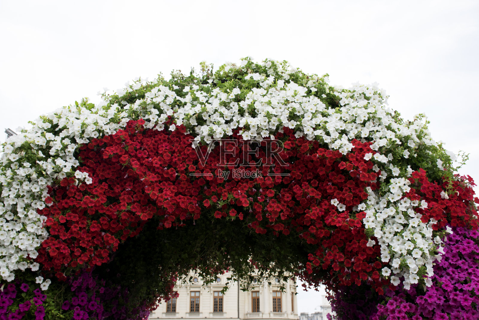 拱的花照片摄影图片