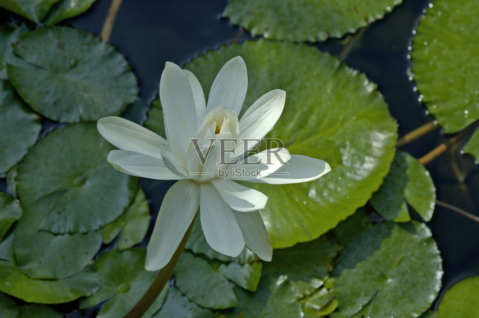 池塘里的荷花照片摄影图片
