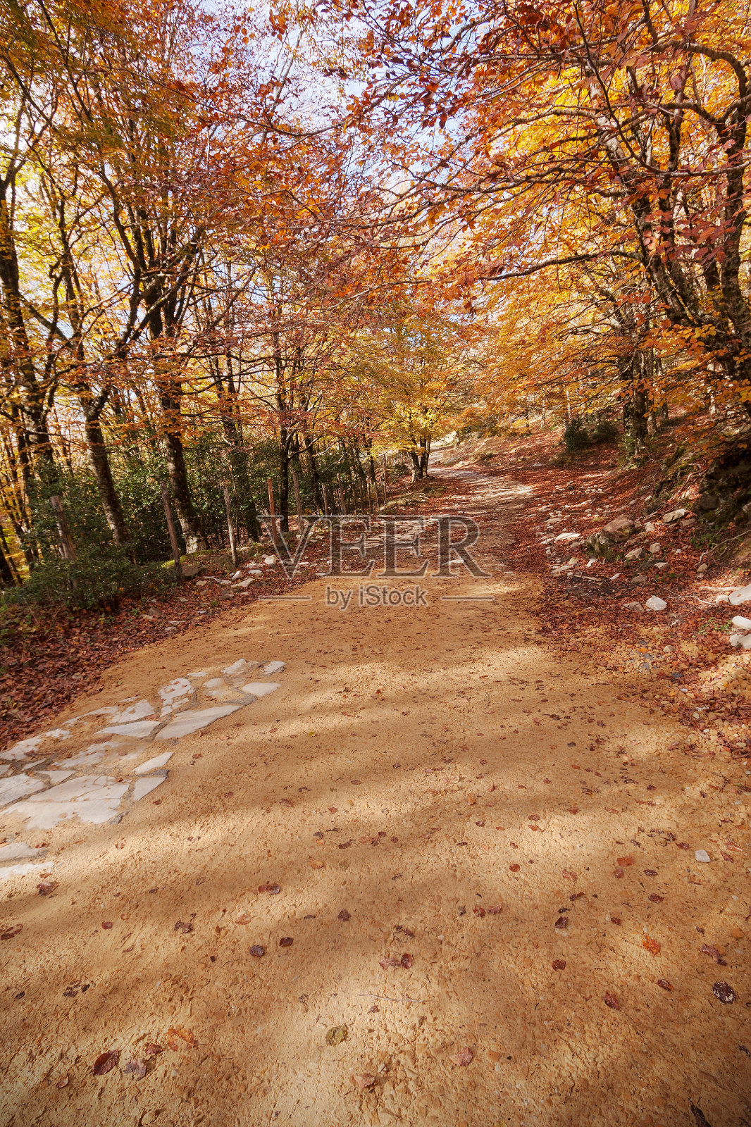 森林在秋天。照片摄影图片