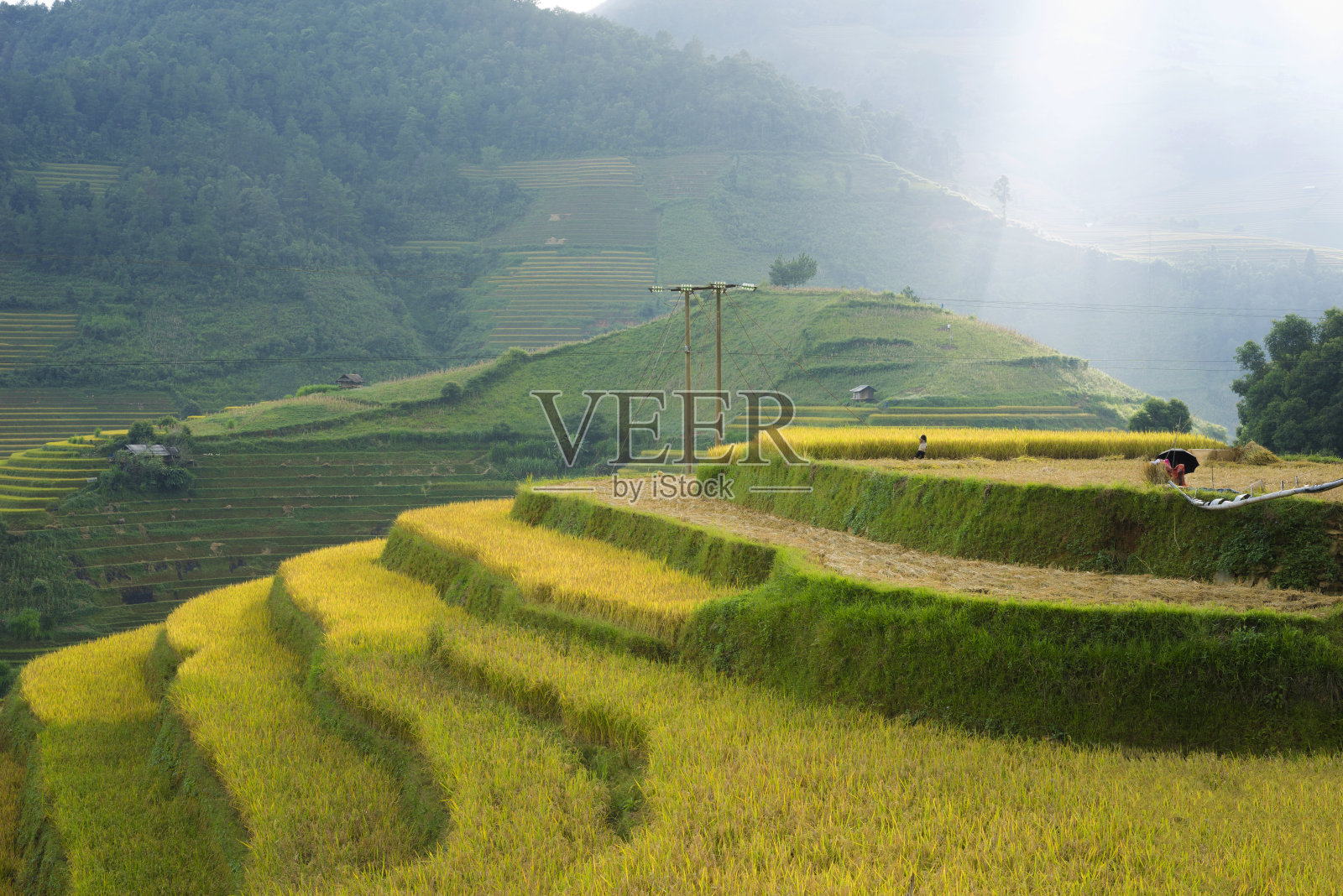 越南颜白木仓寨亚洲稻田收获季节。在东亚、南亚和东南亚，梯田广泛用于水稻、小麦和大麦的种植照片摄影图片