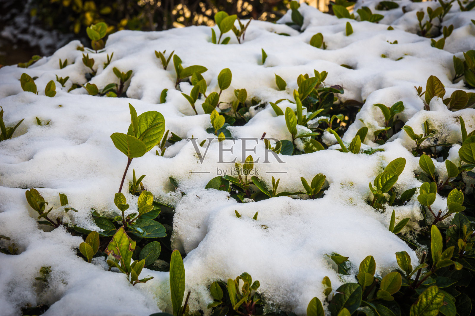 雅典白雪中的灌木丛——罕见而独特的事件照片摄影图片
