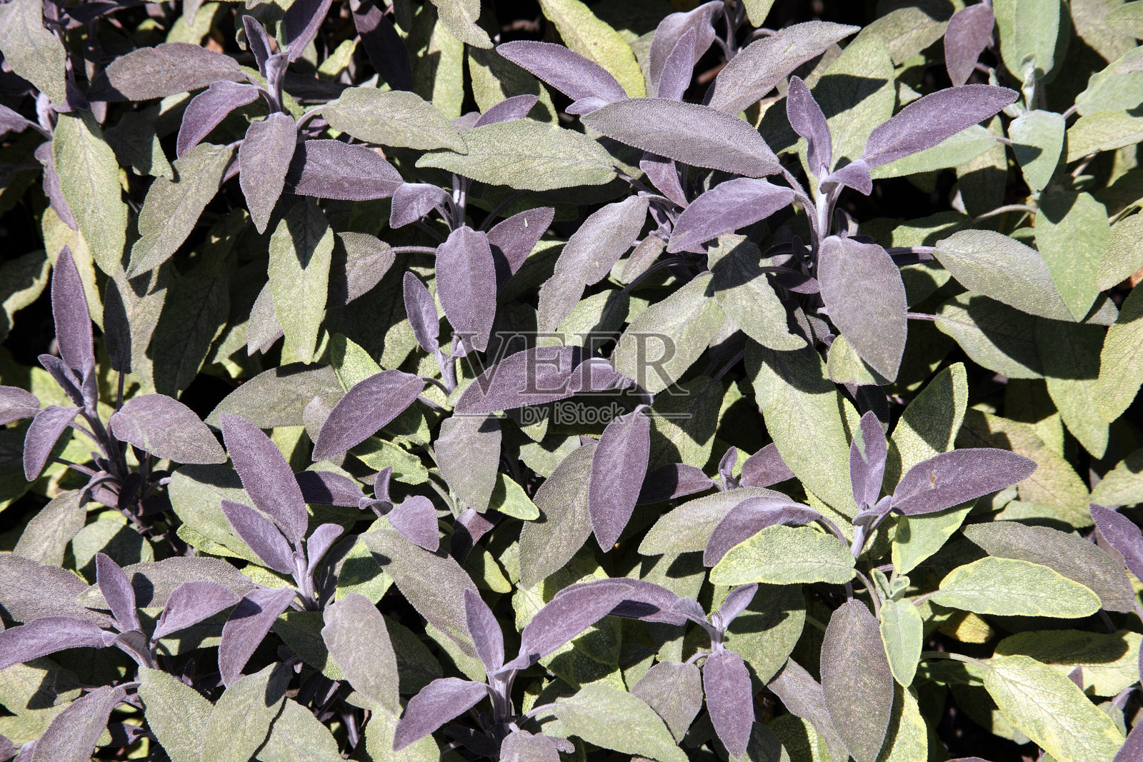 圣人(鼠尾草officinalis)照片摄影图片