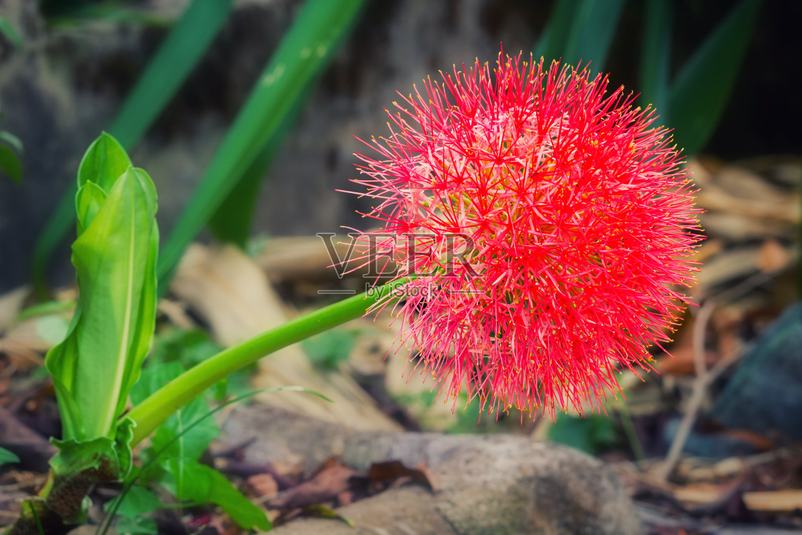 血百合或火球百合照片摄影图片