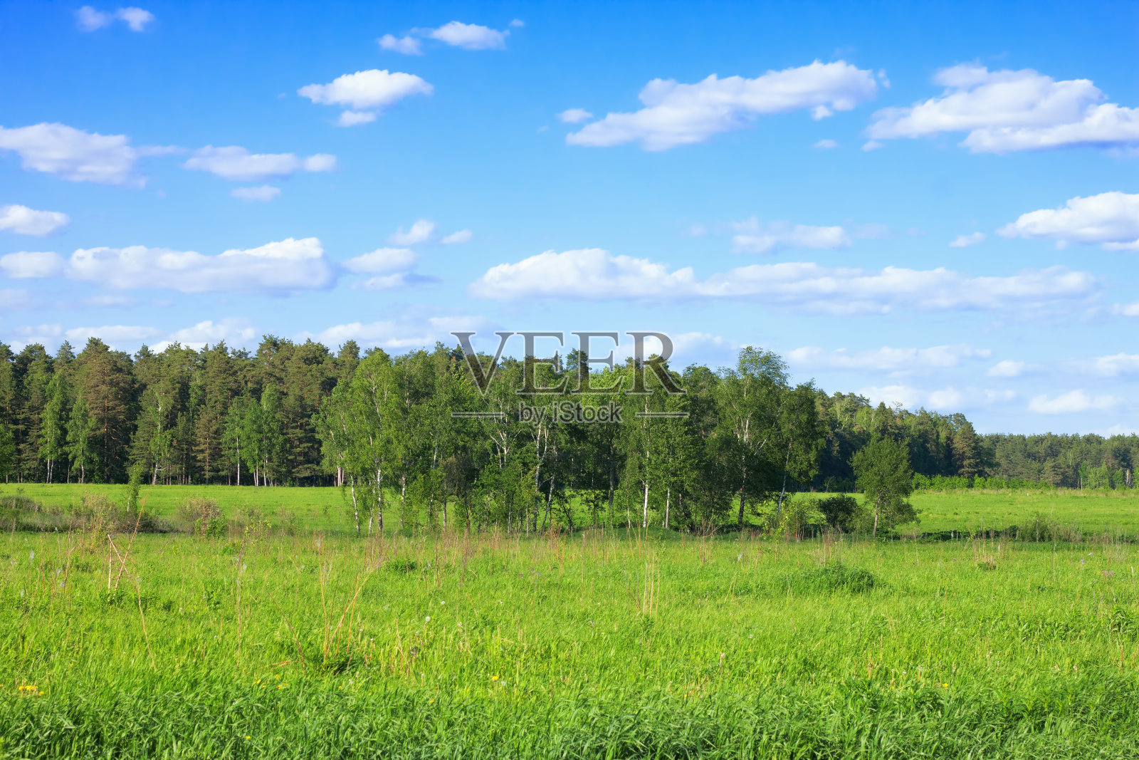春天的森林照片摄影图片