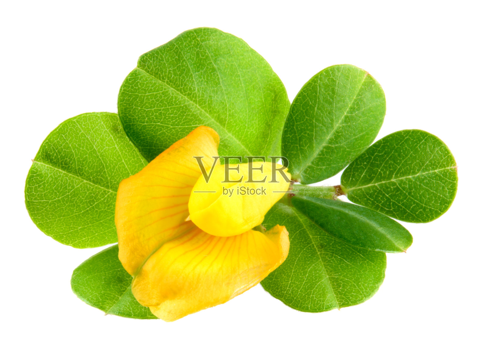 花生。叶子和花。照片摄影图片