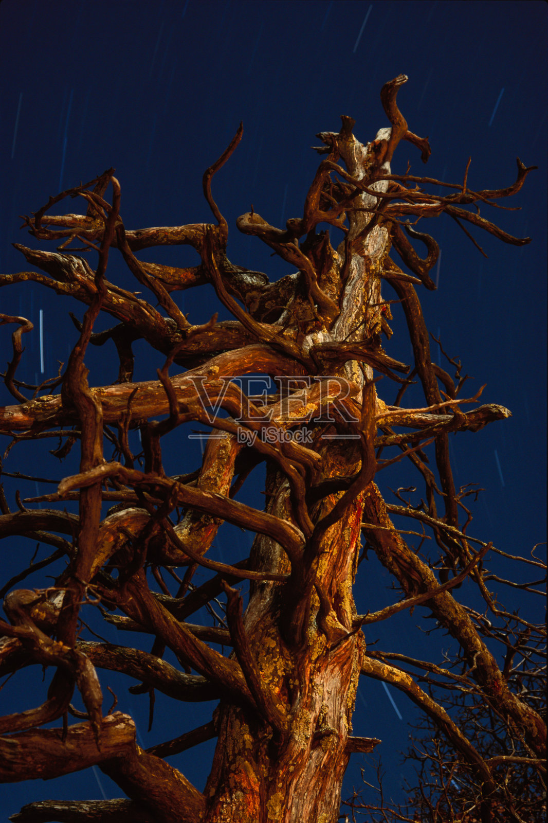 月光和手电筒雪松，阿肯色杂志山照片摄影图片