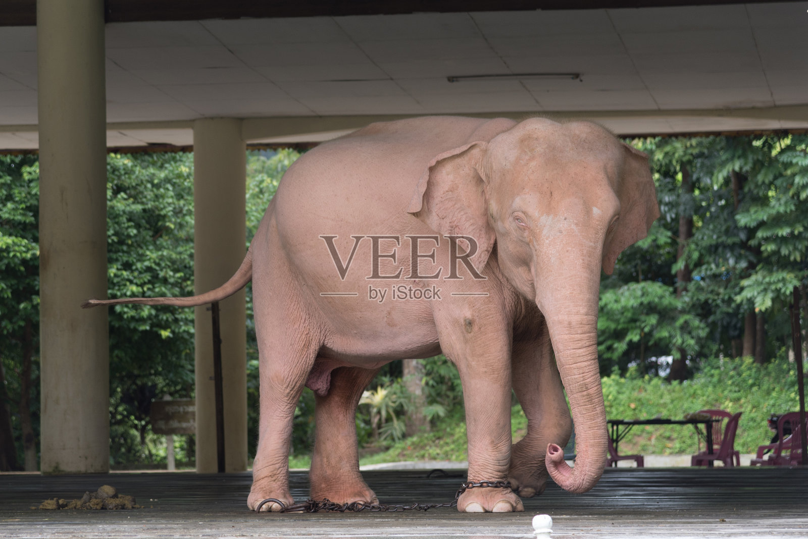 皇家白象照片摄影图片