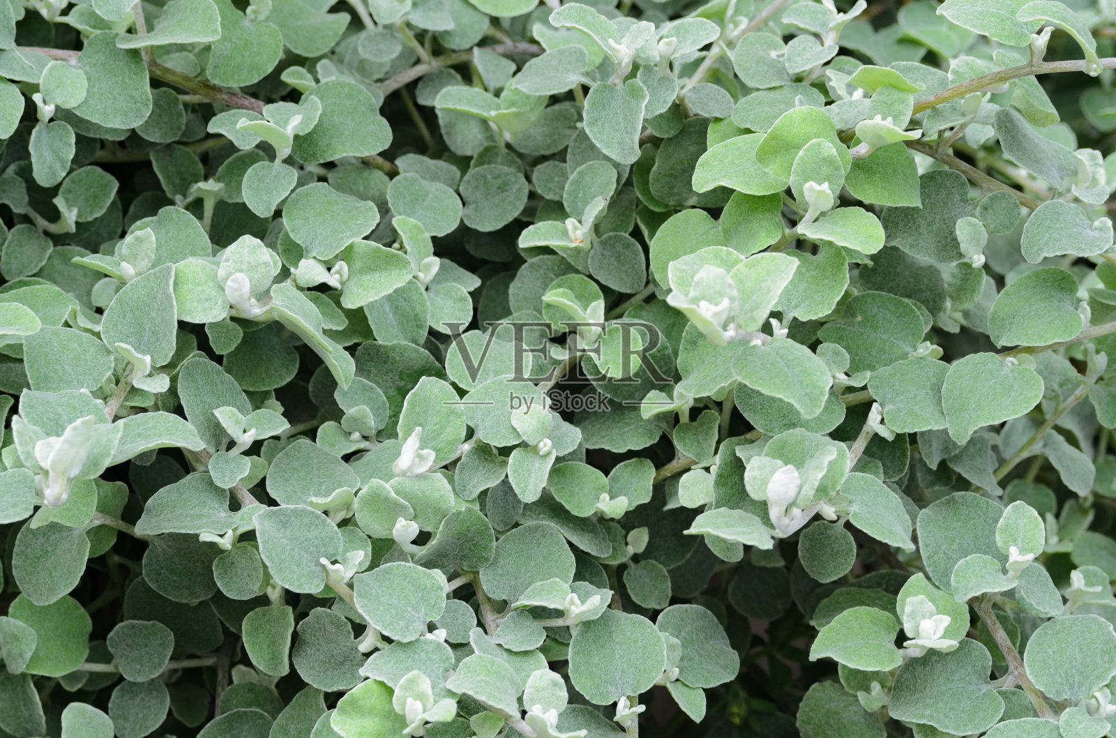 绿叶背景。Silver-bush everlastingflower照片摄影图片