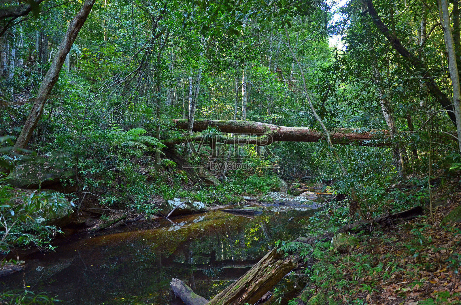 在温带雨林的小溪上倒下的树照片摄影图片