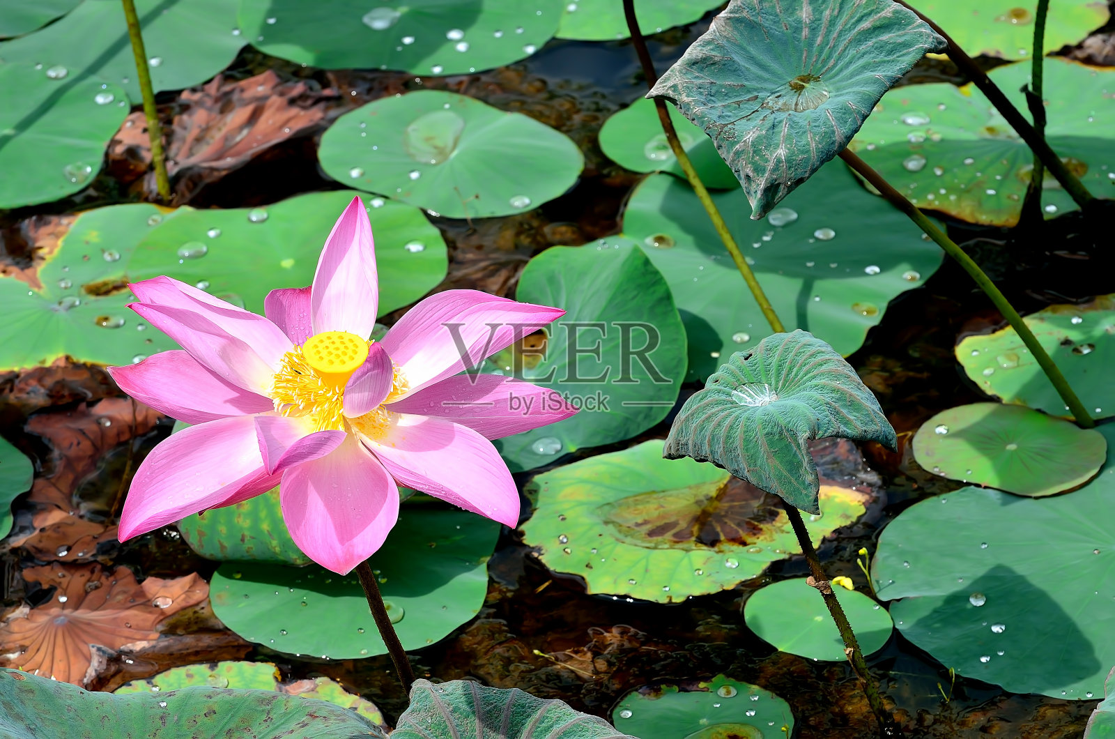 池塘里盛开着粉红色的荷花或睡莲照片摄影图片