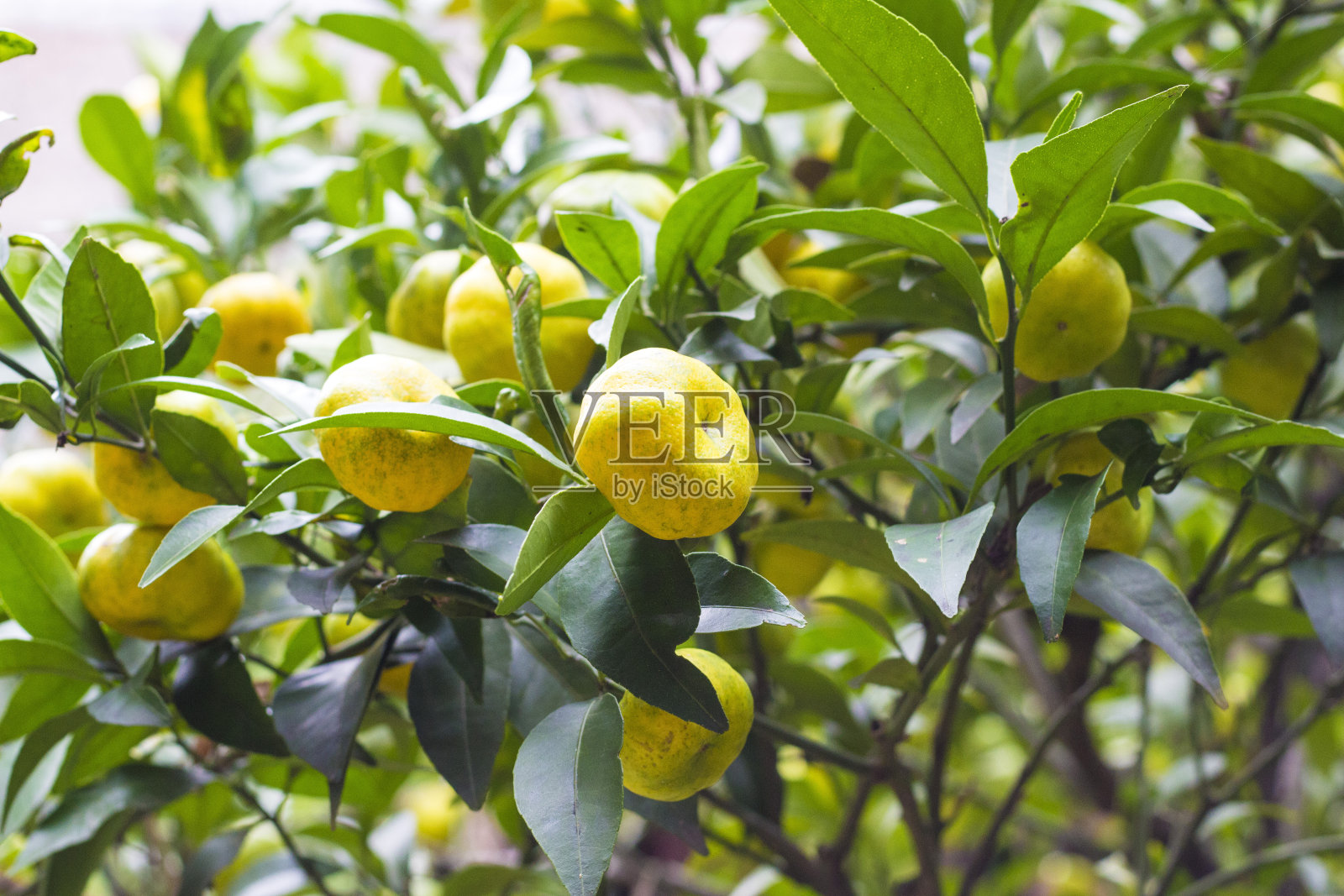 结果的柑橘树照片摄影图片